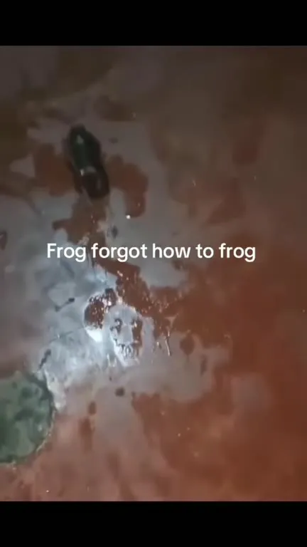Frog Forgot How to Frog