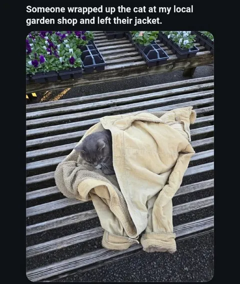 Cat Wrapped in a Jacket