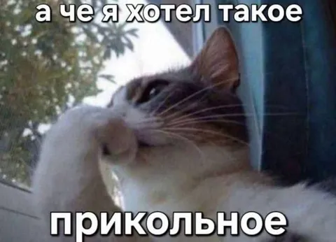 Кот хотел прикольное