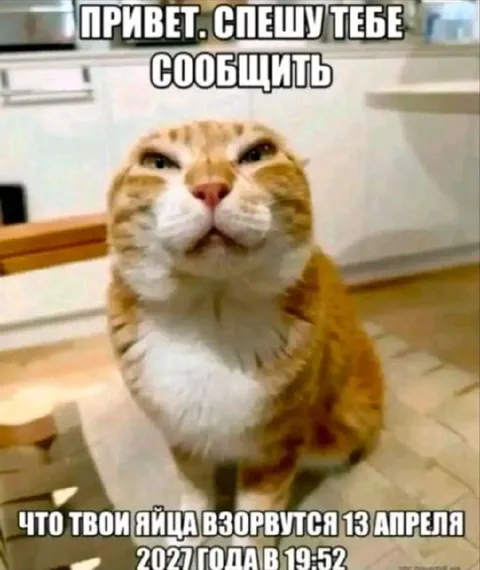 Кот сообщает о взрыве яиц