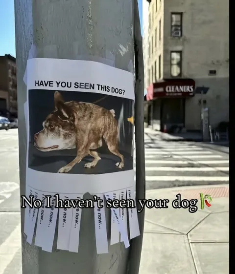 No I Haven't Seen Your Dog