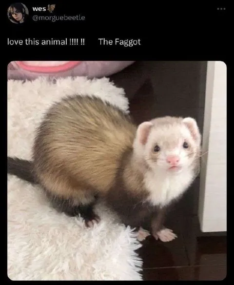 Cute Ferret Reaction Meme