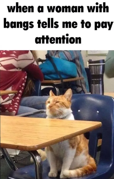 Cat Refuses to Pay Attention
