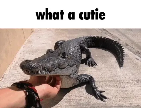 What a Cutie Crocodile
