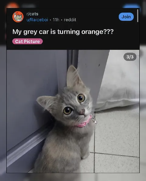 Grey Cat Turning Orange