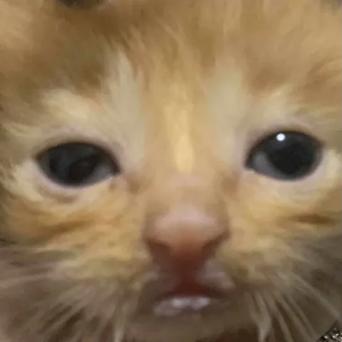 Кот смотрит прямо в душу