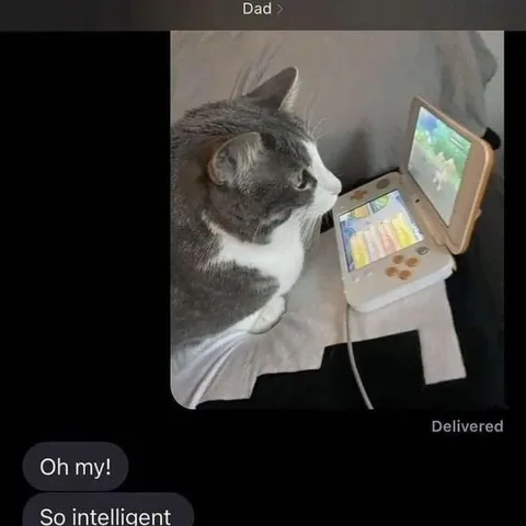 Cat Plays Nintendo Switch