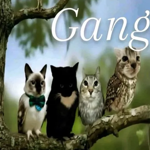 Cat and Owl Gang