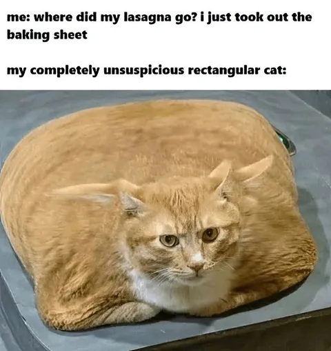 Rectangular Cat Lasagna