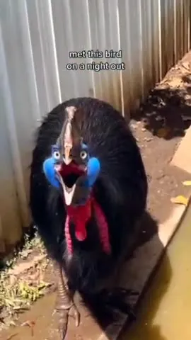 Met This Bird on a Night Out