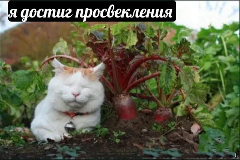 Я достиг просветления