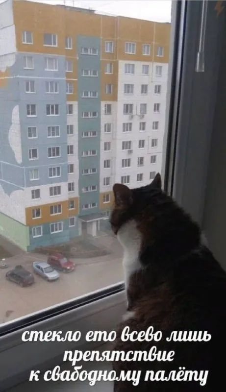 Кот готов к свободному полёту