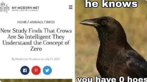 Crow Knows You Have No Hoes