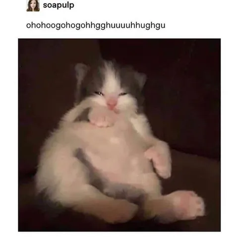 Overwhelmed Happy Kitten
