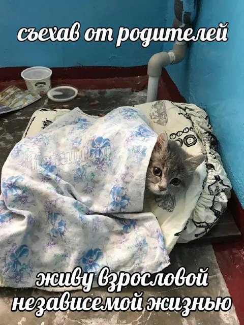 Кот сбежал от родителей