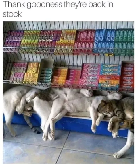 Cats Back in Stock