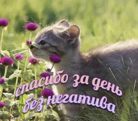 Спасибо за день без негатива