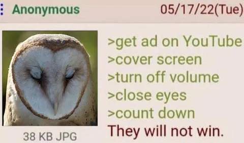 Barn Owl Will Not Win