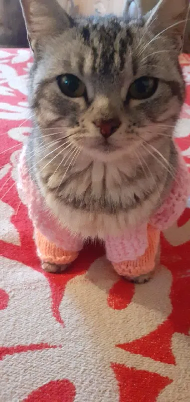 Котёнок в розовом свитере