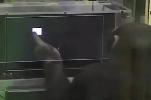 Are You Smarter Than a Monkey?