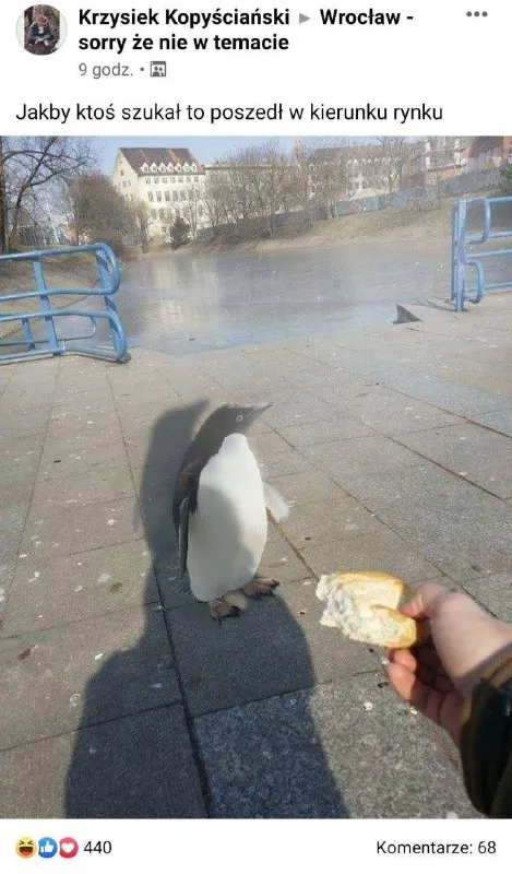 Pingwin poszedł w kierunku rynku