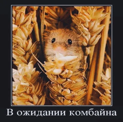 В ожидании комбайна
