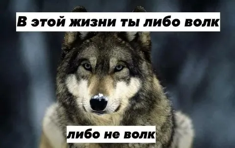 В этой жизни ты либо волк