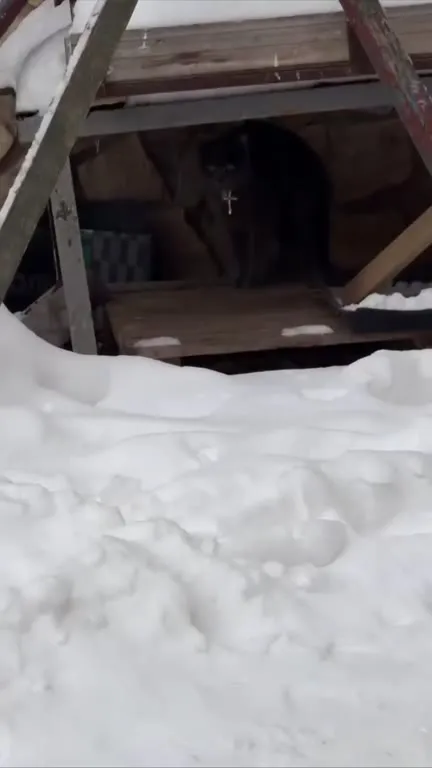 Собака встретила кота в снегу