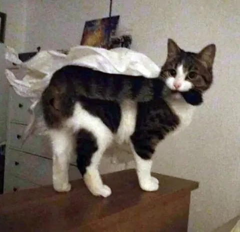 Кот несёт другого кота