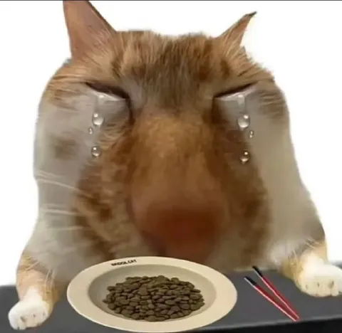 Плачущий кот перед миской