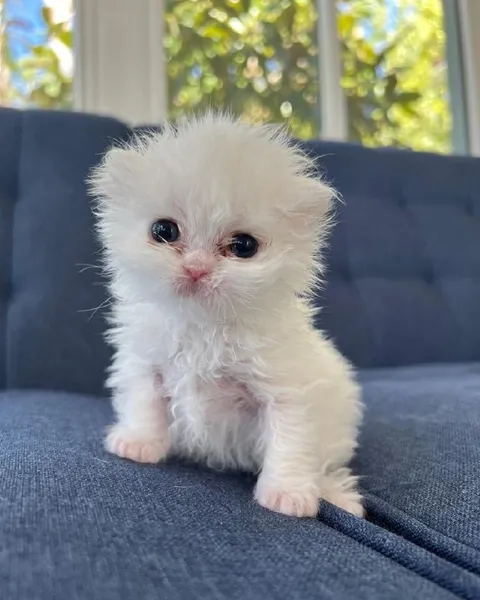 Tiny Sad White Kitten