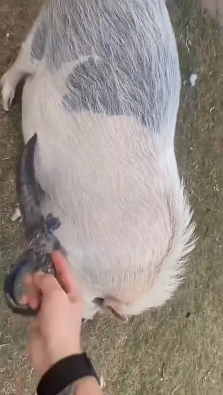Fake Sword Meets a Pig