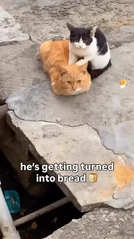 Cat Gets Turned Into Bread