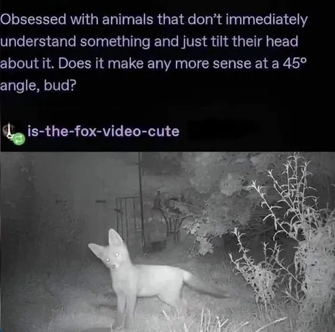 Fox Tilting Its Head
