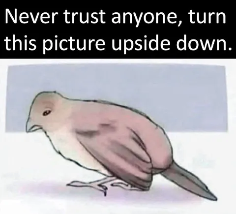 Never Trust Anyone Bird