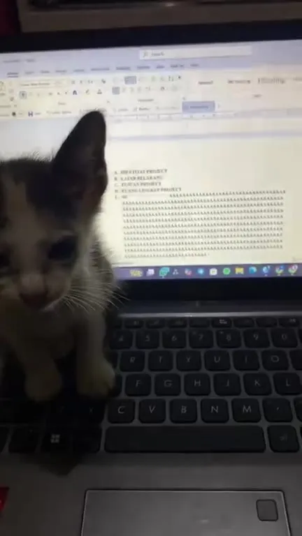 Kucing Mengetik Skripsi