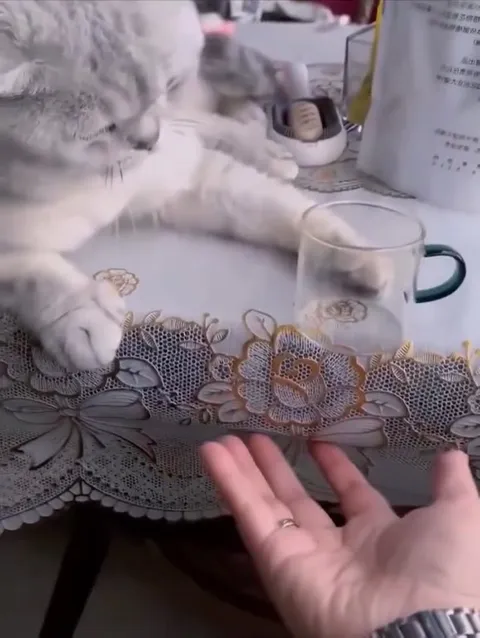 Кот разбил стакан лапой