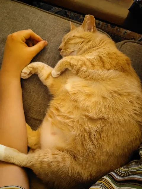 Кот обнимает руку