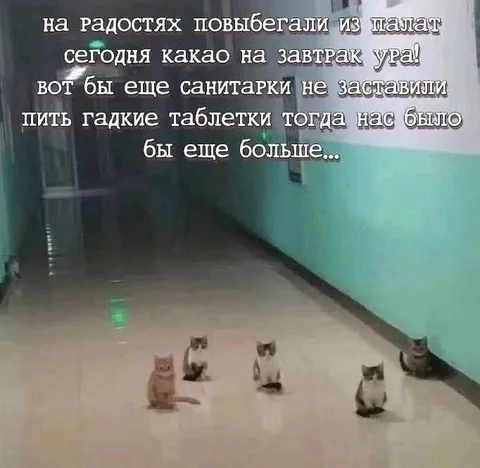 Котята выбежали из палат
