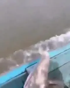 Perezoso amigo en el bote