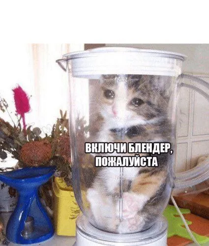 Кот в блендере просит включить