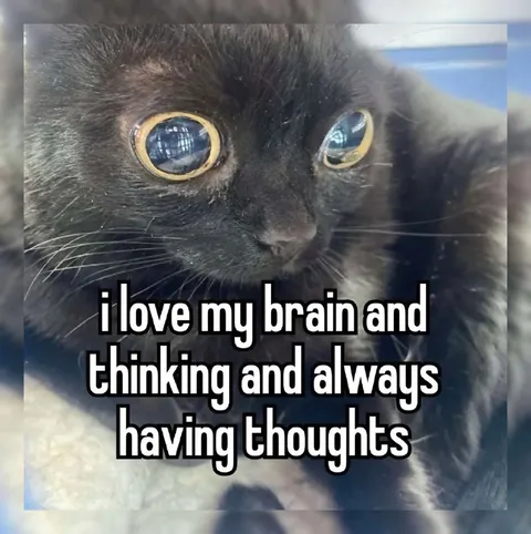 Cat Loves Having Thoughts