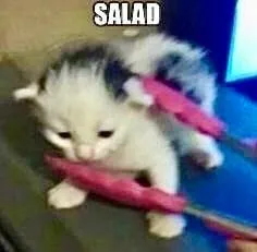 Kitten Trapped by Salad