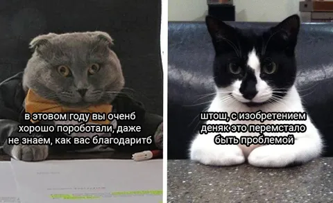 Коты благодарят за работу