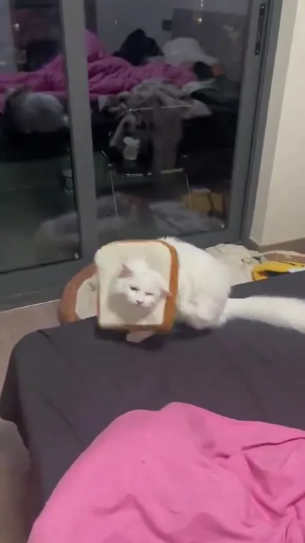Кот в костюме хлеба