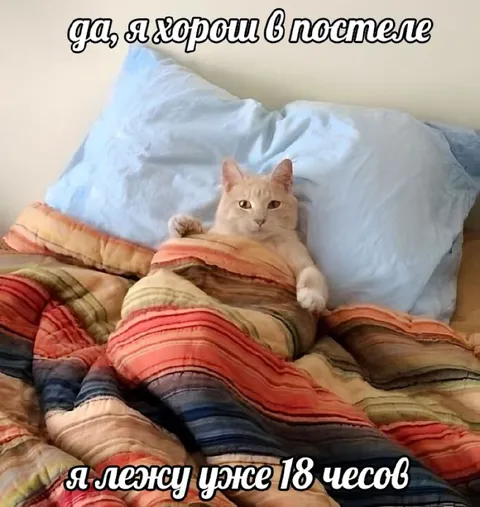 Кот ленится в постели