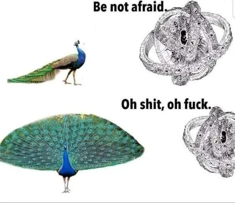 Peacock Suddenly Spreads Its Tail