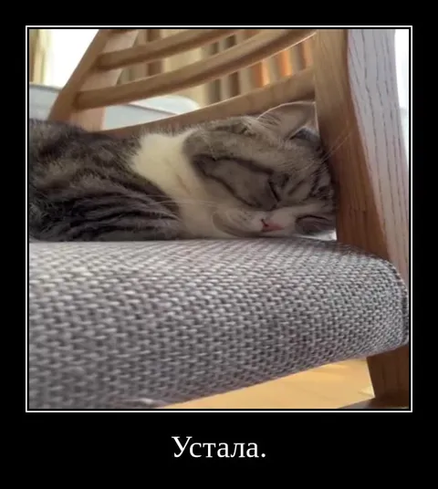 Устала лежать на кресле