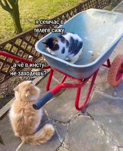 Кот в телеге сидит
