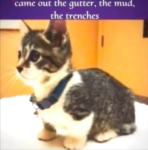 Cat Came Out of the Trenches